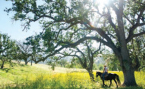 Santa Barbara Culinary Experience Partners with Julia Child Foundation
