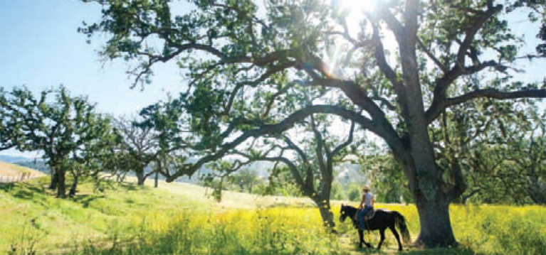Santa Barbara Culinary Experience Partners with Julia Child Foundation