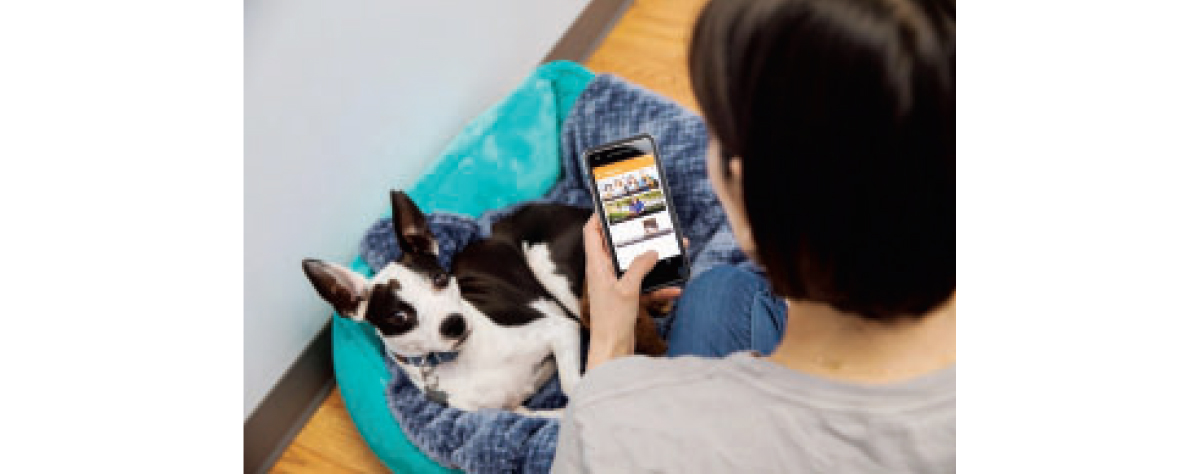 Pet Preparedness Plan Vital In Wake of COVID-19