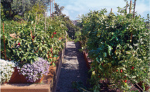 Mind Body and Soil — Improving Your Life Through the Garden