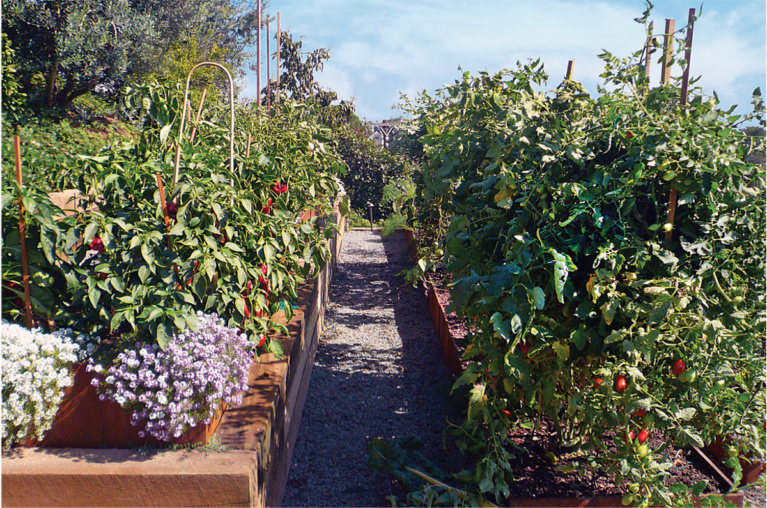 Mind Body and Soil — Improving Your Life Through the Garden