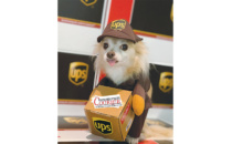 Courier Furrier Costume Contest 2019 Winner