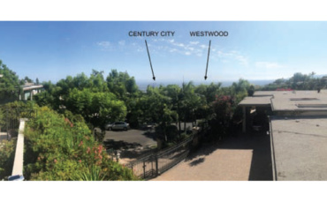 Community Members Protest Ficus Tree Removal