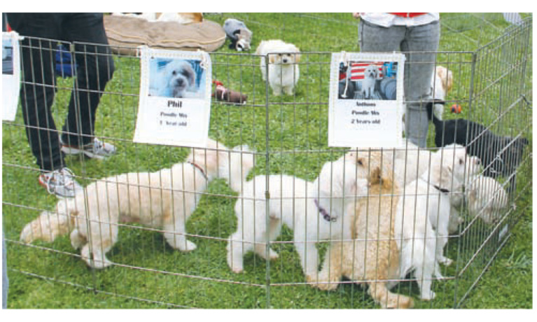 Woofstock 90210 Returns to “Wiggly Field” at Roxbury Park in Beverly Hills
