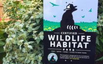 Two Certified Wildlife Habitats Created in WeHo