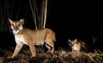 Annenberg Foundation Awards $25 Million Grant for Wildlife Crossing