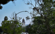 Ficus Trees, Soccer Teams and Housing Element on City Council Agenda