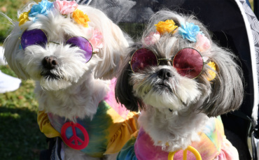 The Celebrity Pooches of Beverly Hills