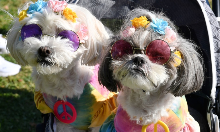 Thousands Take Part in Doggy Daze 90210