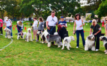Doggy Daze Returns to Roxbury Park on Nov. 6