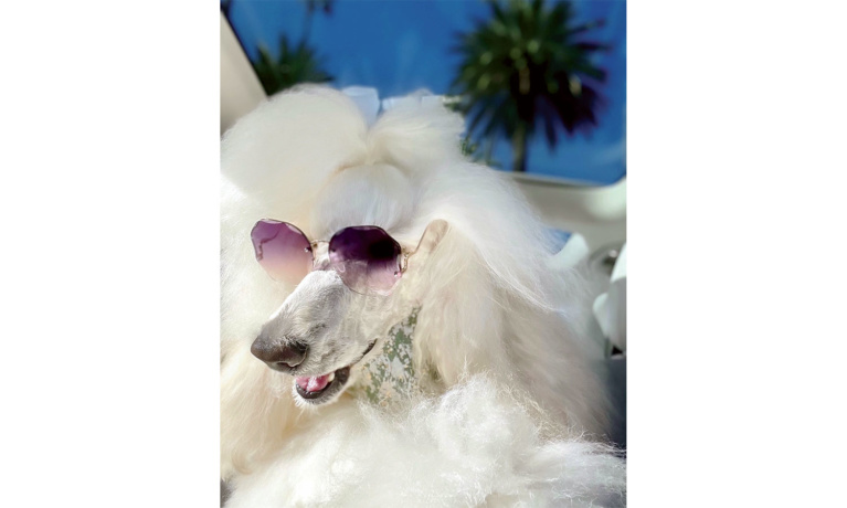 The Celebrity Pooches of Beverly Hills