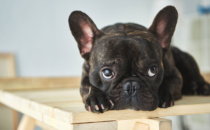 French Bulldog Stolen at Gunpoint in Beverly Hills