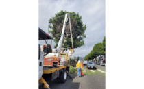 Community Members Protest Ficus Tree Removal
