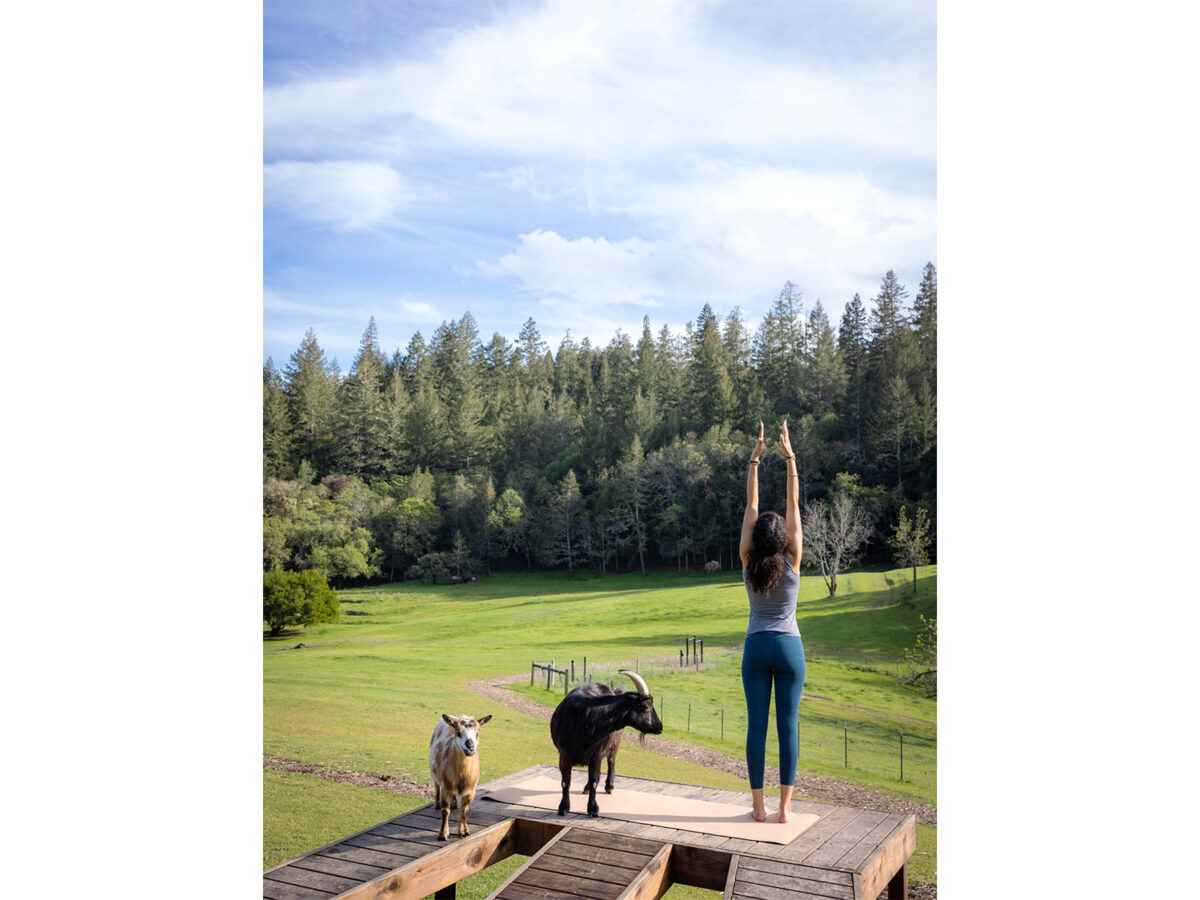Yoga with the Animals at The Pasture The Estate Villa