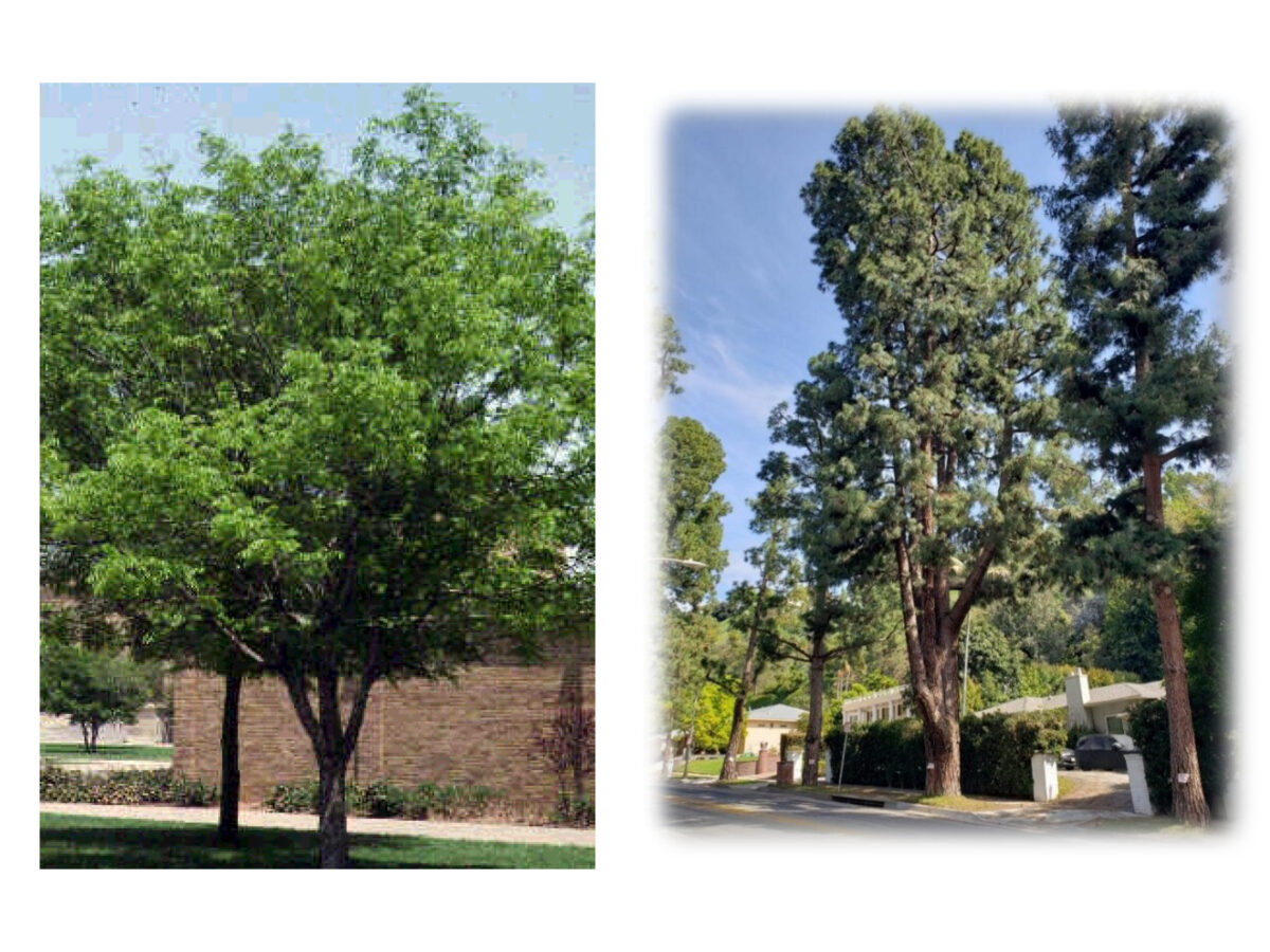The Canary Island pines (right) on Coldwater Canyon will be replaced with Chinese pistache trees (left). Photo courtesy city of Beverly Hills