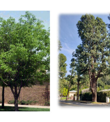 The Canary Island pines (right) on Coldwater Canyon will be replaced with Chinese pistache trees (left). Photo courtesy city of Beverly Hills